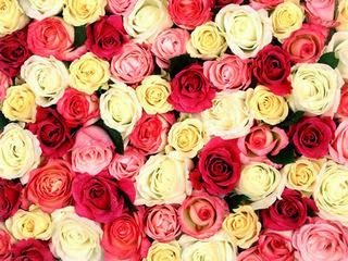 Les roses de toutes les couleurs