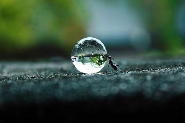 a.baa-ant-pushing-a-drop-of-water