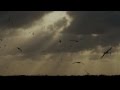 MIDWAY : trailer : a film by Chris Jordan